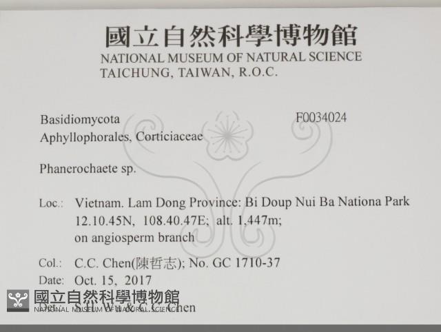 顯絲菌屬藏品圖，第2張