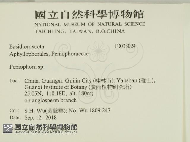 筍殼菌屬藏品圖，第2張