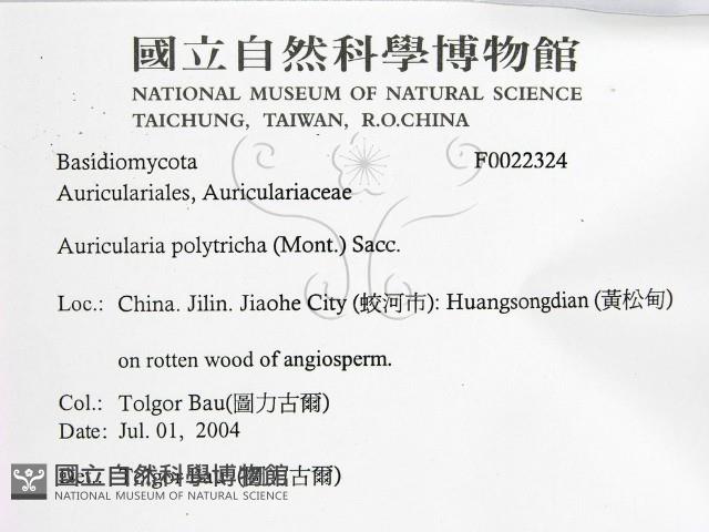 毛木耳藏品圖，第2張