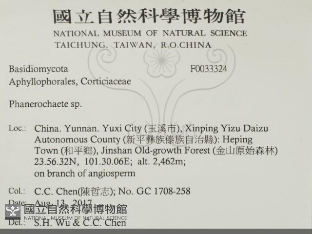 顯絲菌屬藏品圖，第2張