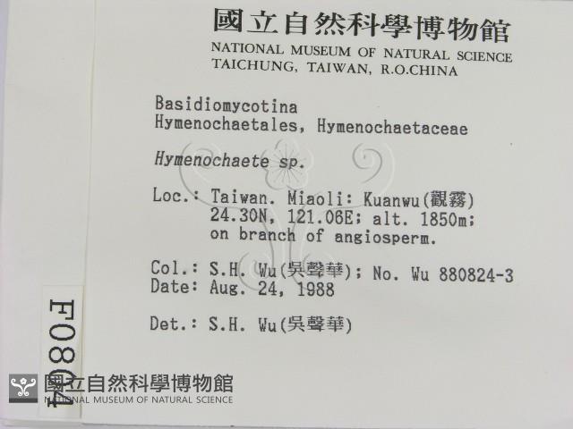 刺革菌屬藏品圖，第2張