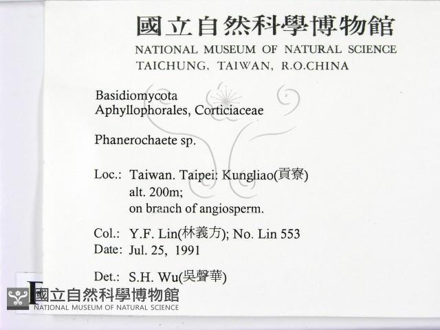 顯絲菌屬藏品圖，第2張