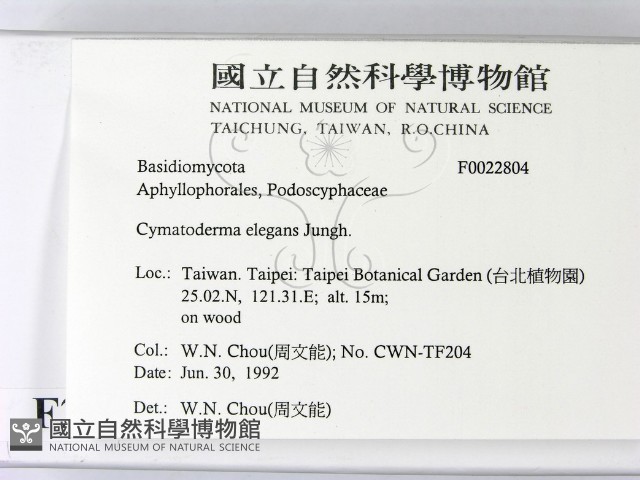 優雅波邊革菌藏品圖，第2張
