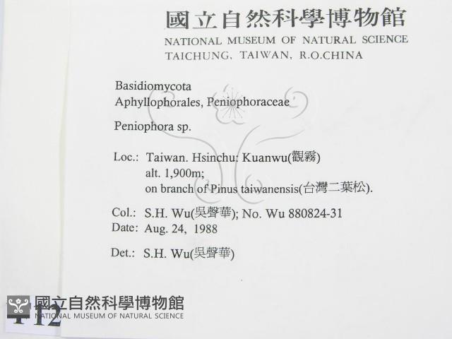 筍殼菌屬藏品圖，第2張