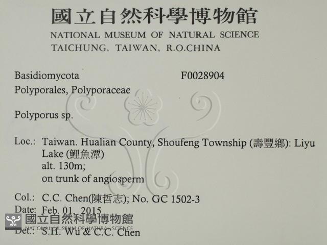 多孔菌屬藏品圖，第2張