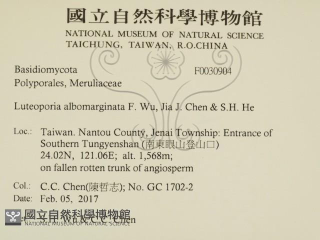 白邊黃孔菌藏品圖，第2張