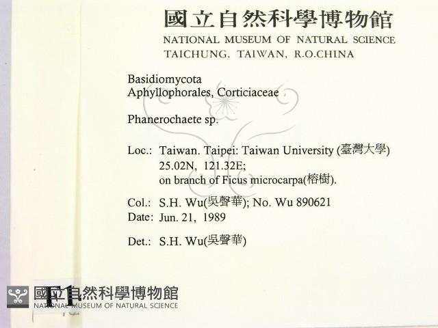顯絲菌屬藏品圖，第2張