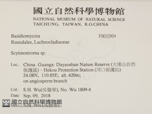 革墊菌屬藏品圖，第2張