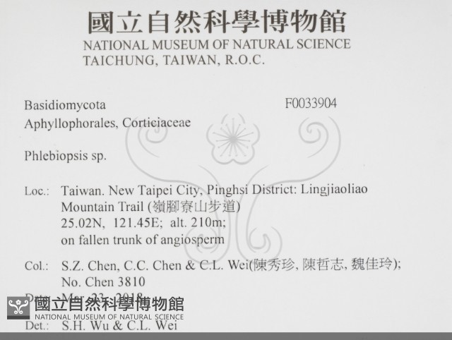 擬射脈菌屬藏品圖，第2張