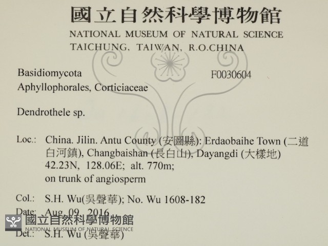 樹狀皮革菌屬藏品圖，第2張