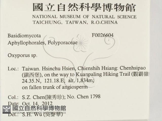 銳孔菌屬藏品圖，第2張