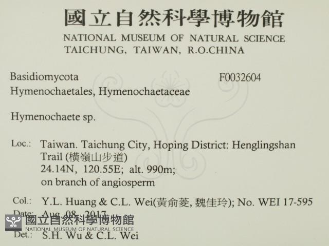 刺革菌屬藏品圖，第2張