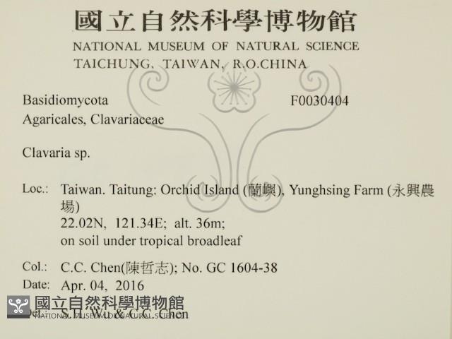 珊瑚菌屬藏品圖，第2張