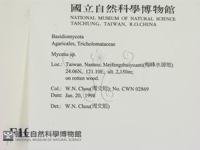 小菇屬藏品圖，第2張