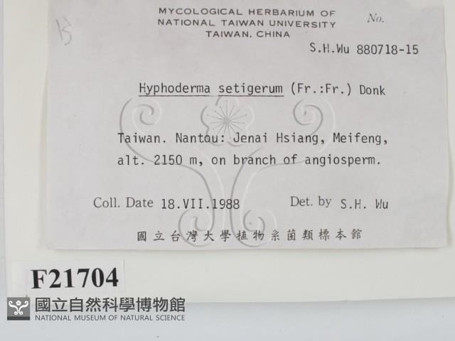 剛毛絲皮菌藏品圖，第2張