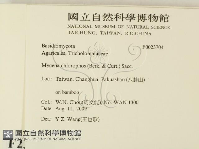 發光小菇藏品圖，第2張