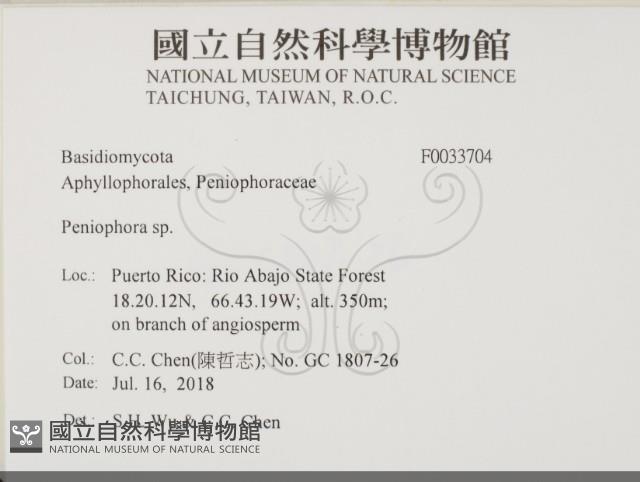 筍殼菌屬藏品圖，第2張