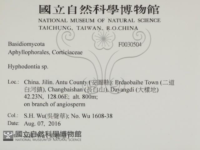 絲齒菌屬藏品圖，第2張