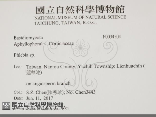 射脈菌屬藏品圖，第2張