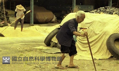1950至2006年臺灣常民生活藏品圖，第1張