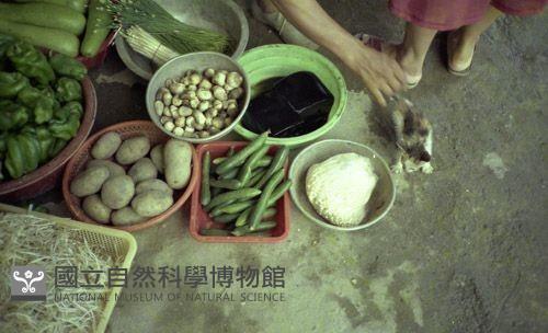 1950至2006年臺灣常民生活藏品圖，第1張