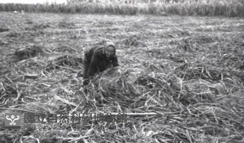 1950至2006年臺灣常民生活藏品圖，第1張