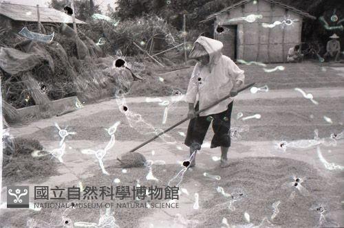 1950至2006年臺灣常民生活藏品圖，第1張