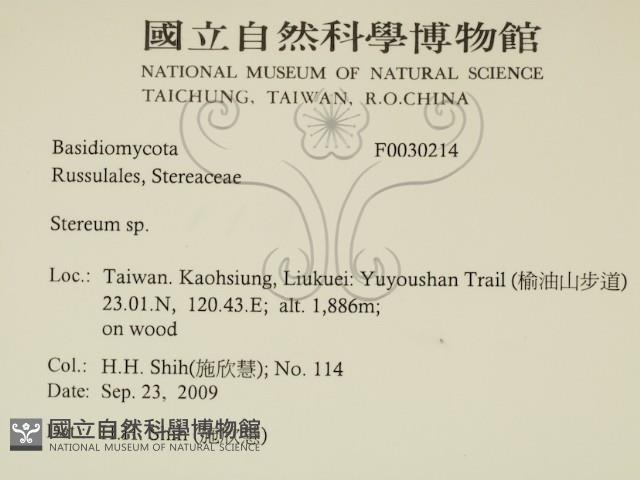 韌革菌屬藏品圖，第2張