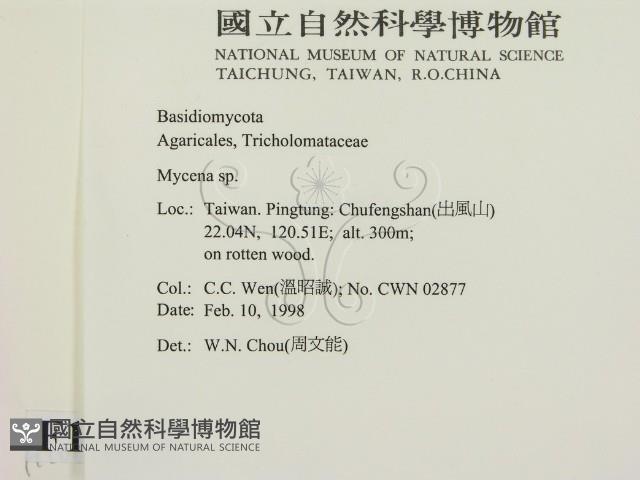 小菇屬藏品圖，第2張