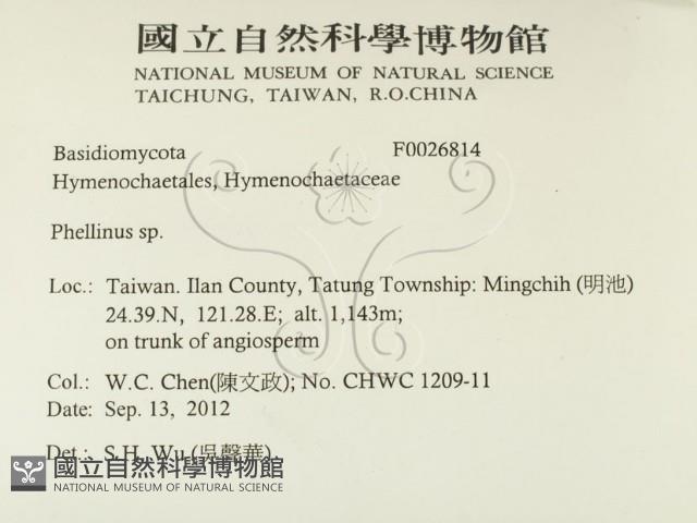 木層孔菌屬藏品圖，第2張