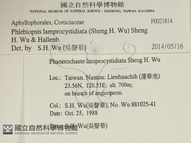 燈籠囊擬射脈菌藏品圖，第2張