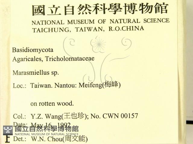 微皮傘屬藏品圖，第2張