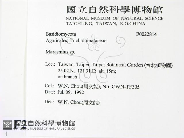小皮傘屬藏品圖，第2張