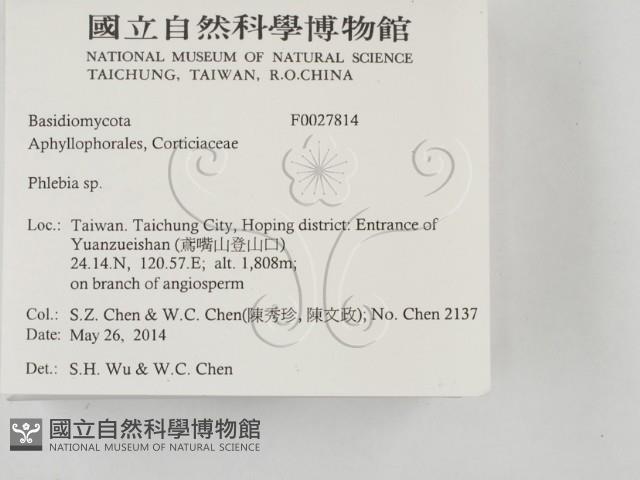 射脈菌屬藏品圖，第2張