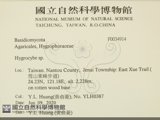 濕傘屬藏品圖，第2張