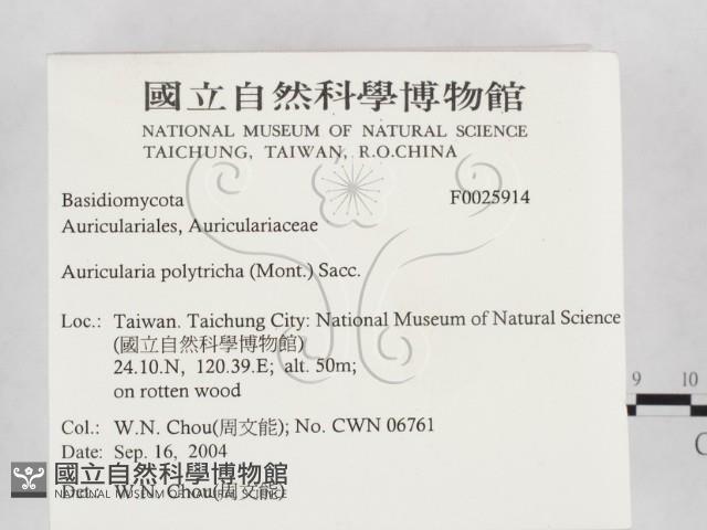 毛木耳藏品圖，第2張