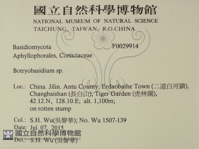 串擔革菌屬藏品圖，第2張
