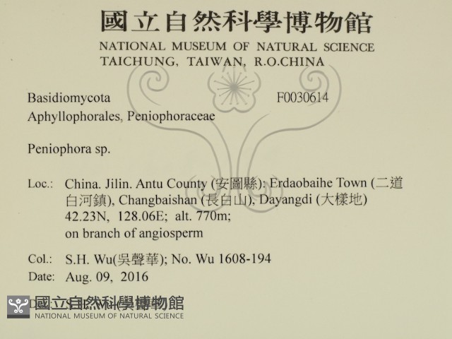 筍殼菌屬藏品圖，第2張