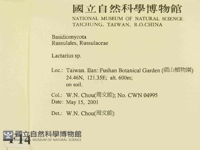 乳菇屬藏品圖，第2張