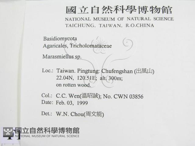 微皮傘屬藏品圖，第2張
