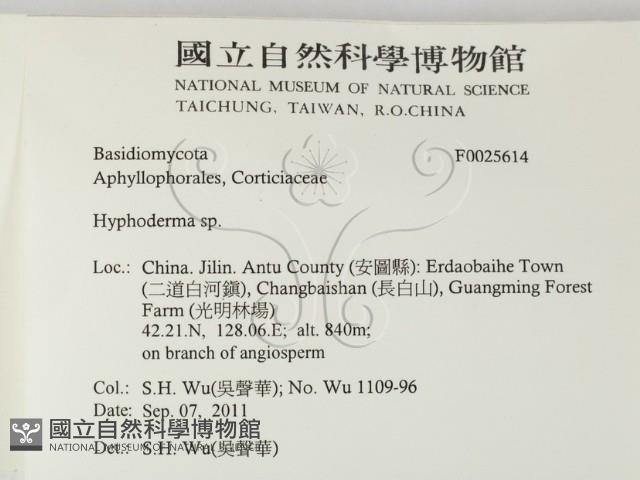 絲皮菌屬藏品圖，第2張