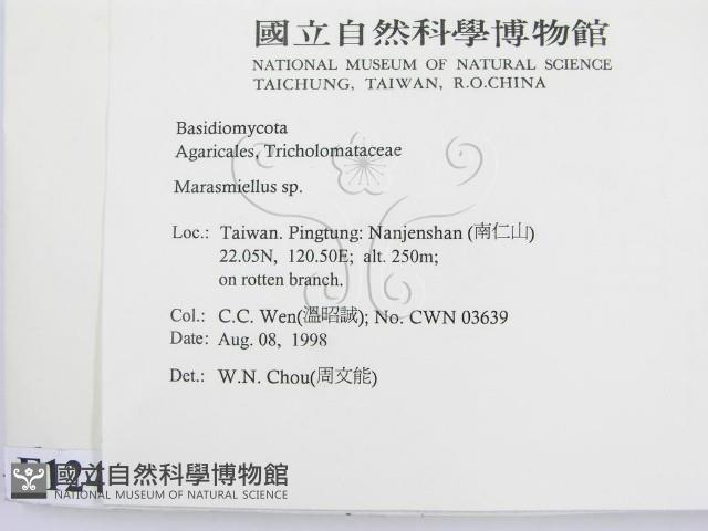 微皮傘屬藏品圖，第2張