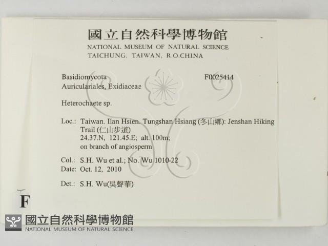 刺皮菌屬藏品圖，第2張