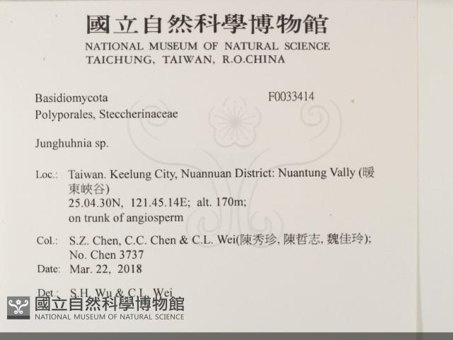 容氏菌屬藏品圖，第2張