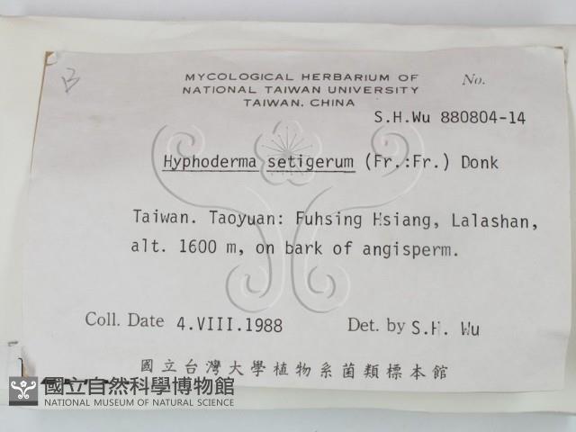剛毛絲皮菌藏品圖，第2張