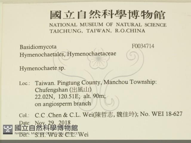 刺革菌屬藏品圖，第2張