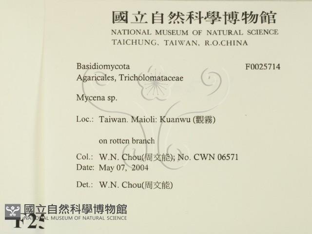 小菇屬藏品圖，第2張