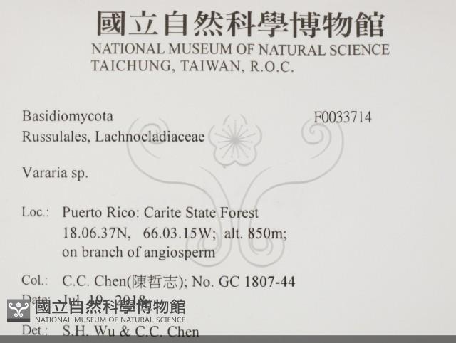 叉絲革菌屬藏品圖，第2張