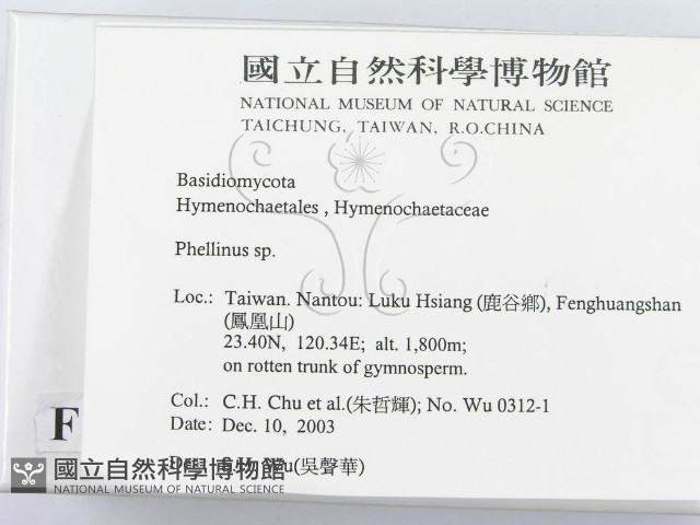 木層孔菌屬藏品圖，第2張