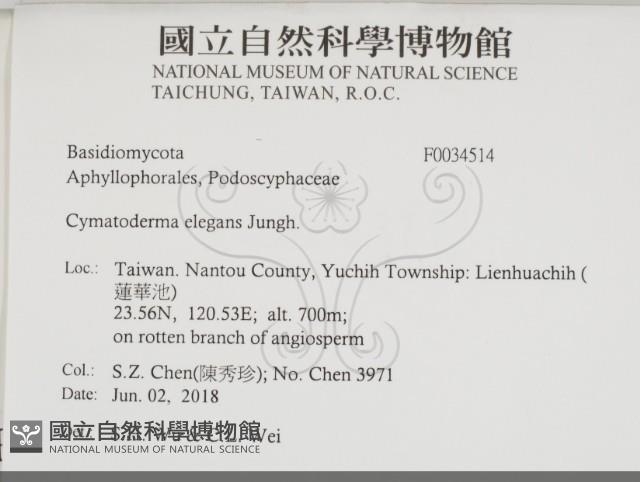 優雅波邊革菌藏品圖，第1張